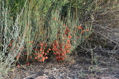 Ephedra intermedia