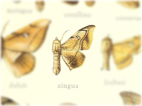 Arcinnus xingua