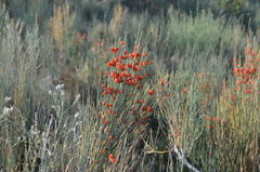 Ephedra intermedia