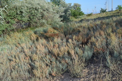 Ephedra intermedia