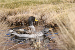 Anas flavirostris oxyptera