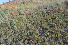 Ephedra fedtschenkoae