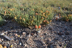 Ephedra fedtschenkoae