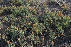 Ephedra fedtschenkoae