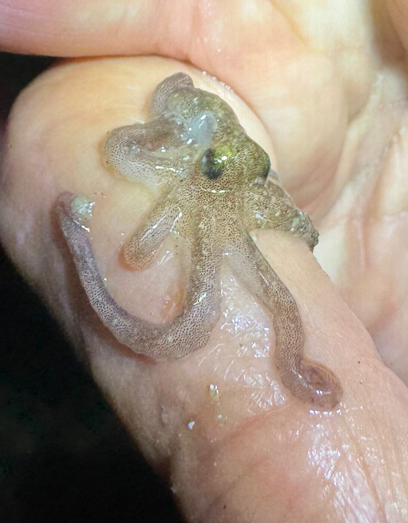 Lesser Two-spot Octopus from MX on October 20, 2025 at 07:37 PM by Bugz ...