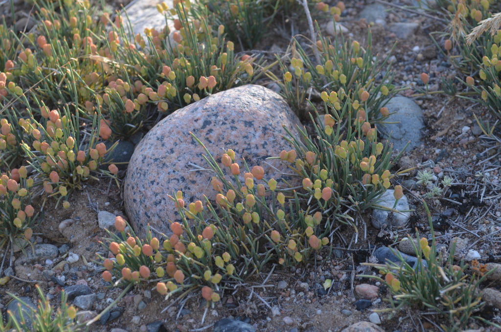 Ephedra fedtschenkoae