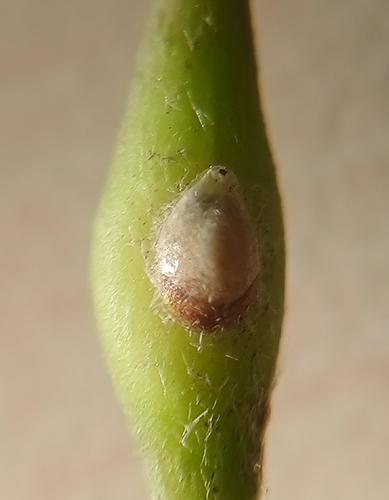 Pittosporum scale