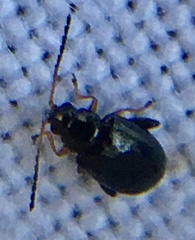 Aphthona