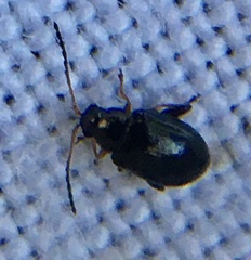 Aphthona