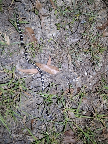 Eastern Bandy Bandy sighting