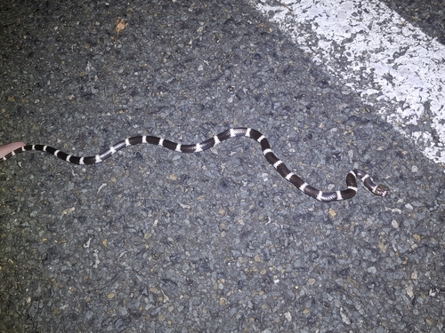 Eastern Bandy Bandy sighting