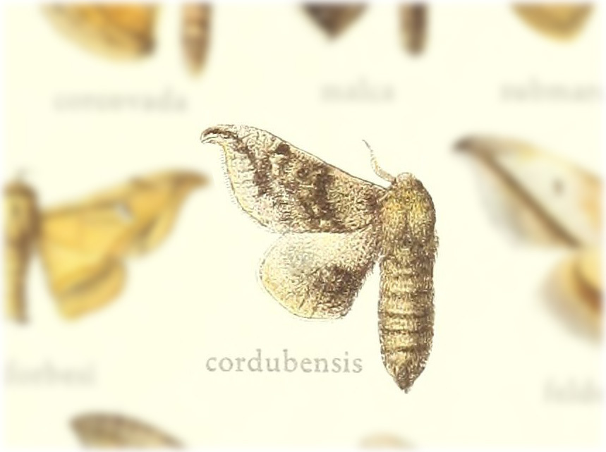 Aceclostria cordubensis