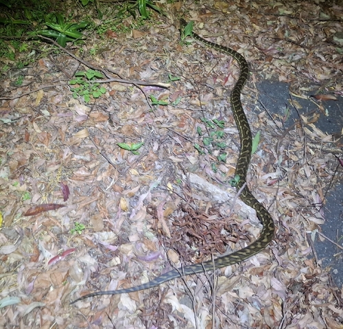 Coastal Carpet Python sighting