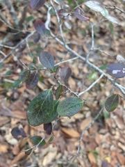 Vaccinium arboreum image
