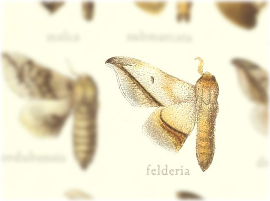 Gonogramma felderia