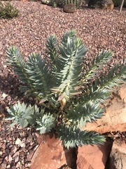 Myrsiniteae