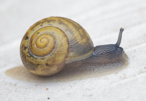Cepaea