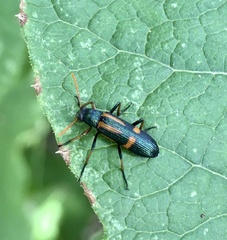 Strongylium luteicorne