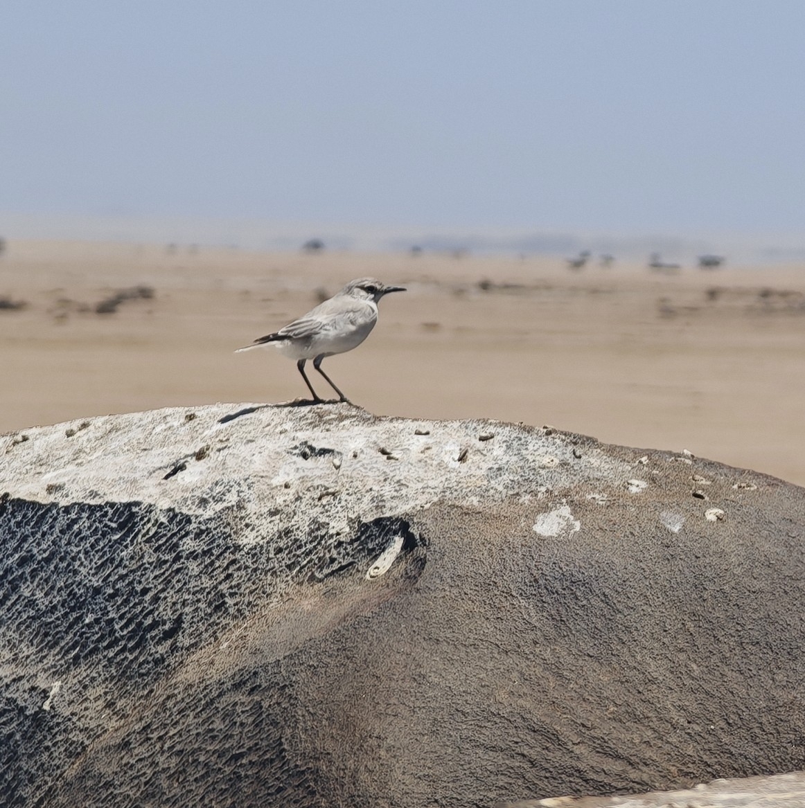 Tractrac Chat (Emarginata tractrac), photo 5