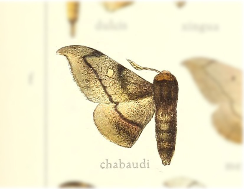 Cicinnus chabaudi