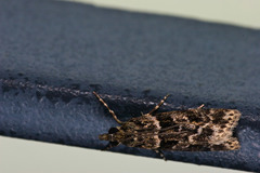 Scoparia aequipennalis