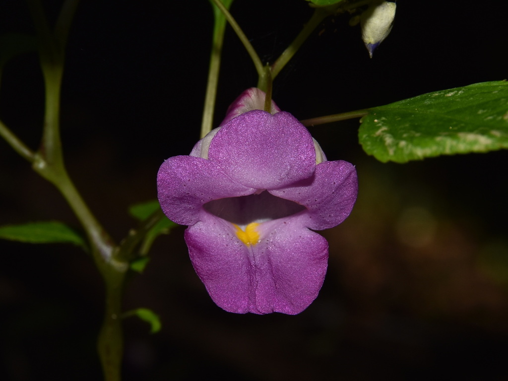 Impatiens nalampoonii (Nalampoon's Balsam)