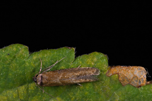 Blastobasis maroccanella Amsel, 1952