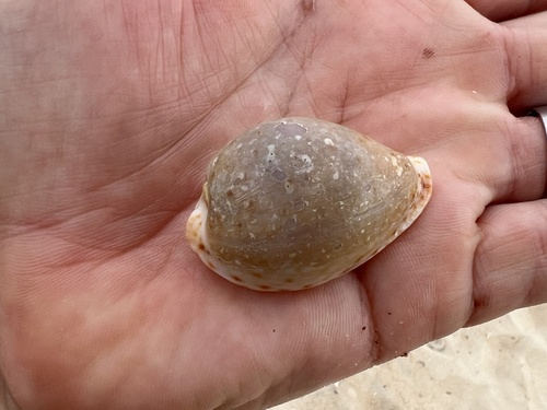 Cypraea lamarckii observed 2025-10-21