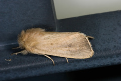 Sesamia nonagrioides