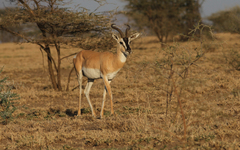 Nanger soemmerringii