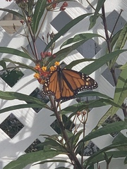 Danaus plexippus