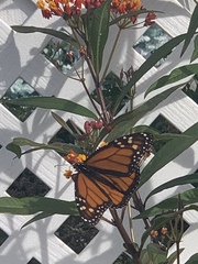 Danaus plexippus