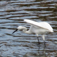 Egretta garzetta