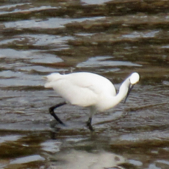 Egretta garzetta