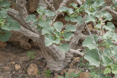 Corallocarpus glomeruliflorus