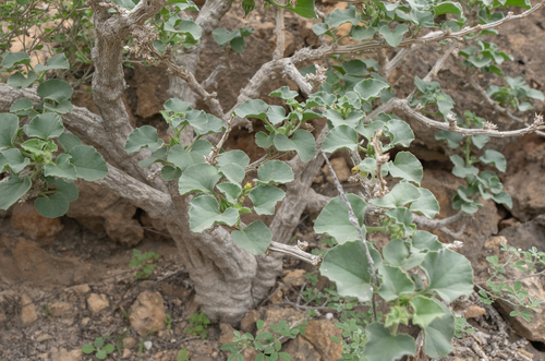 Corallocarpus glomeruliflorus, photograph 1
