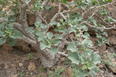 Corallocarpus glomeruliflorus, photograph Morten Ross, CC BY, iNaturalist via GBIF