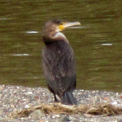 Phalacrocorax carbo