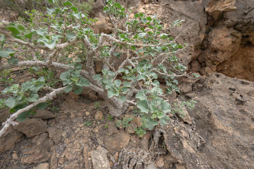 Corallocarpus glomeruliflorus, photograph 2