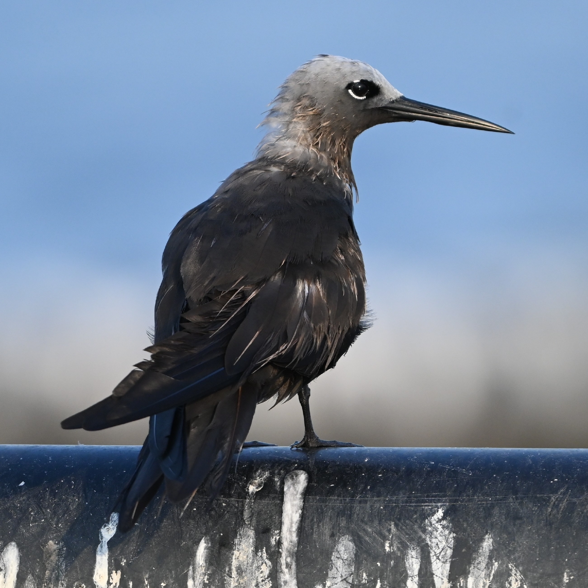 Lesser Noddy (Anous tenuirostris), photo 3