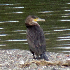 Phalacrocorax carbo