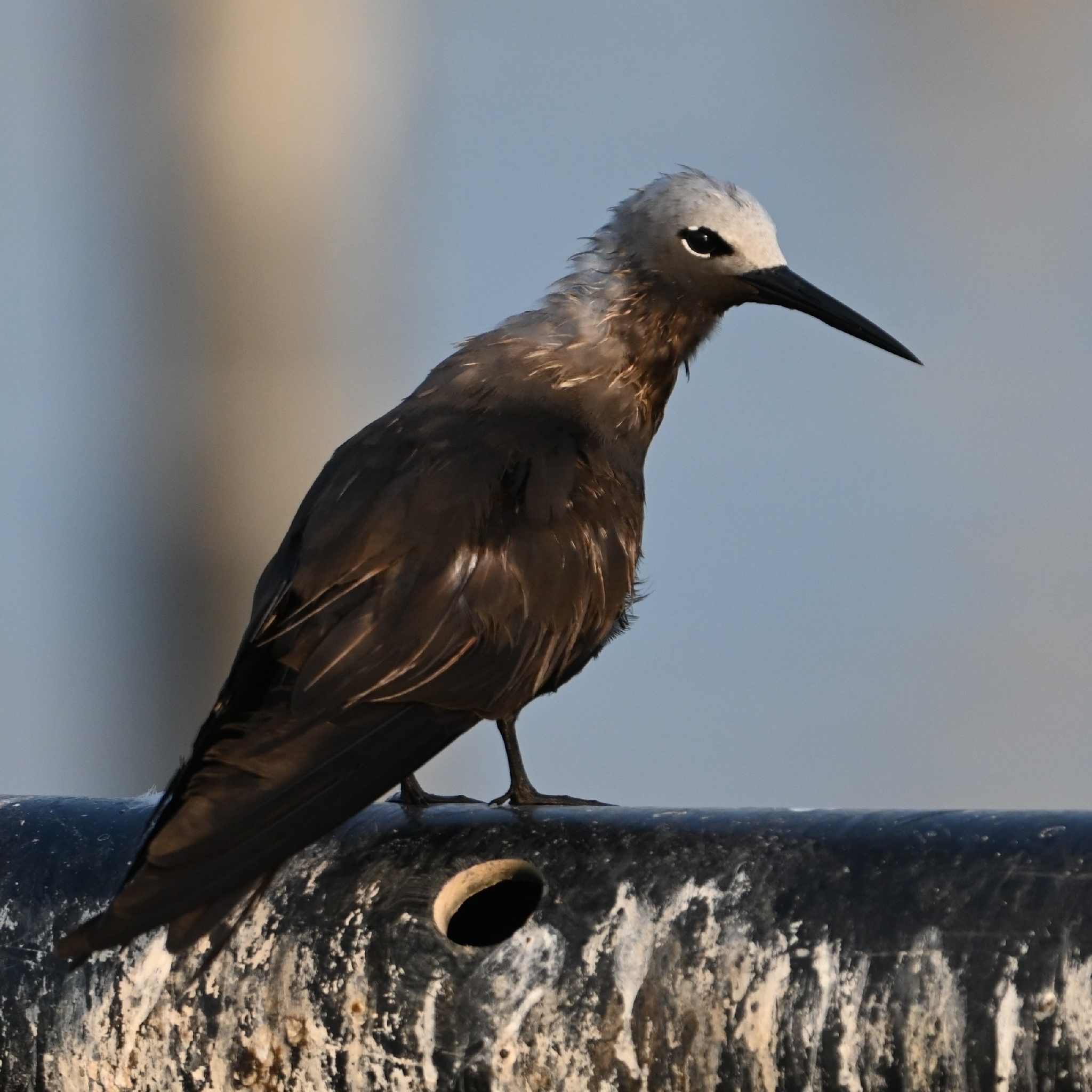 Lesser Noddy (Anous tenuirostris), photo 4