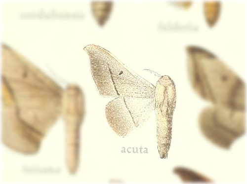 Procinnus acuta