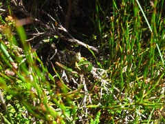 Kosciuscola tasmanicus