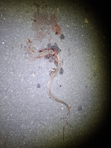 Common keelback sighting