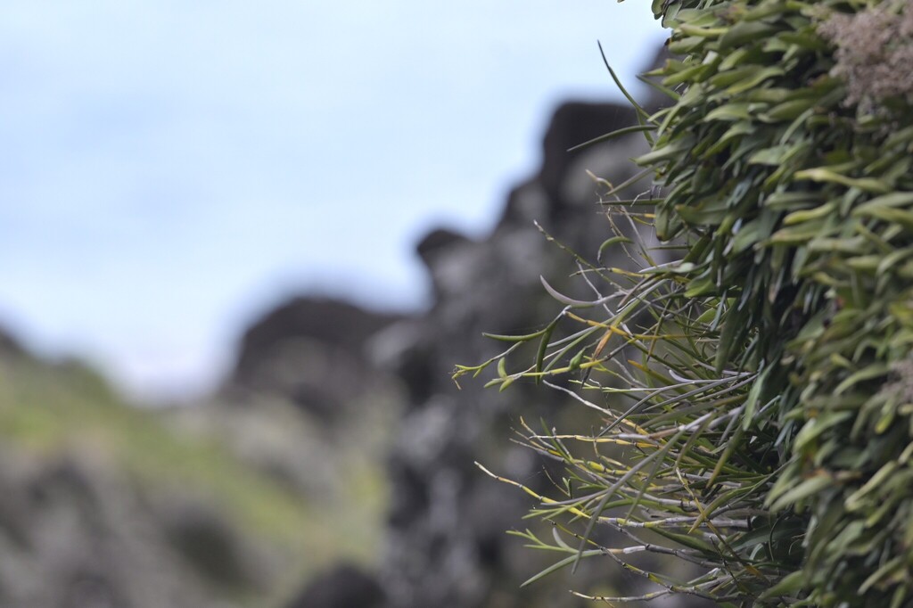 Dendrobium equitans Kraenzl. 2