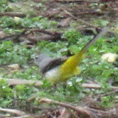 Motacilla cinerea