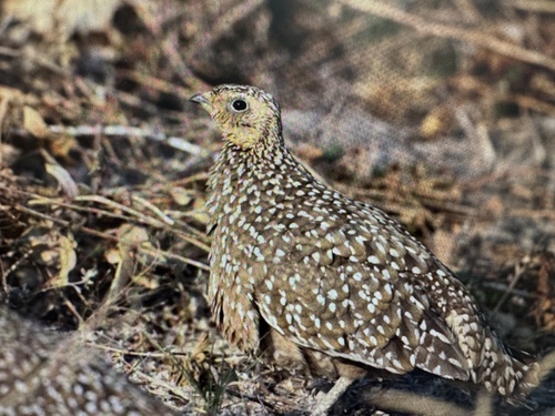 Burchell's Sandgrouse