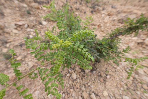 Boswellia sacra