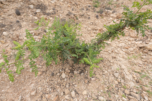 Boswellia sacra